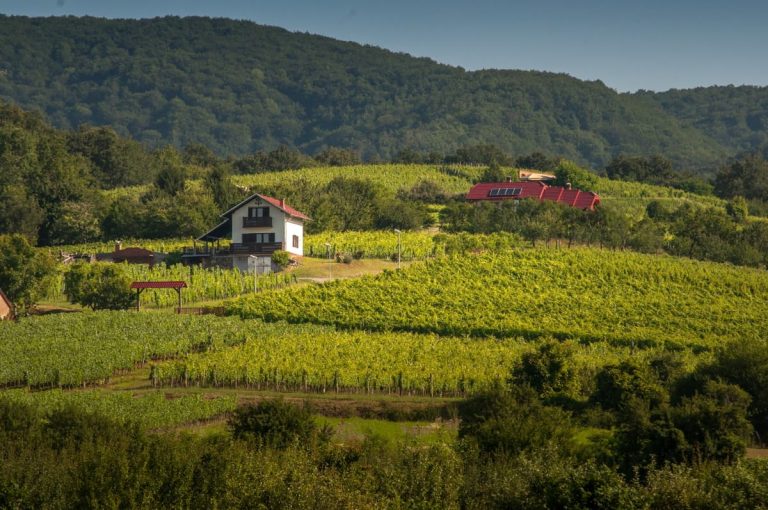 Vinogradi vinarije Mihalj iz Kutjeva